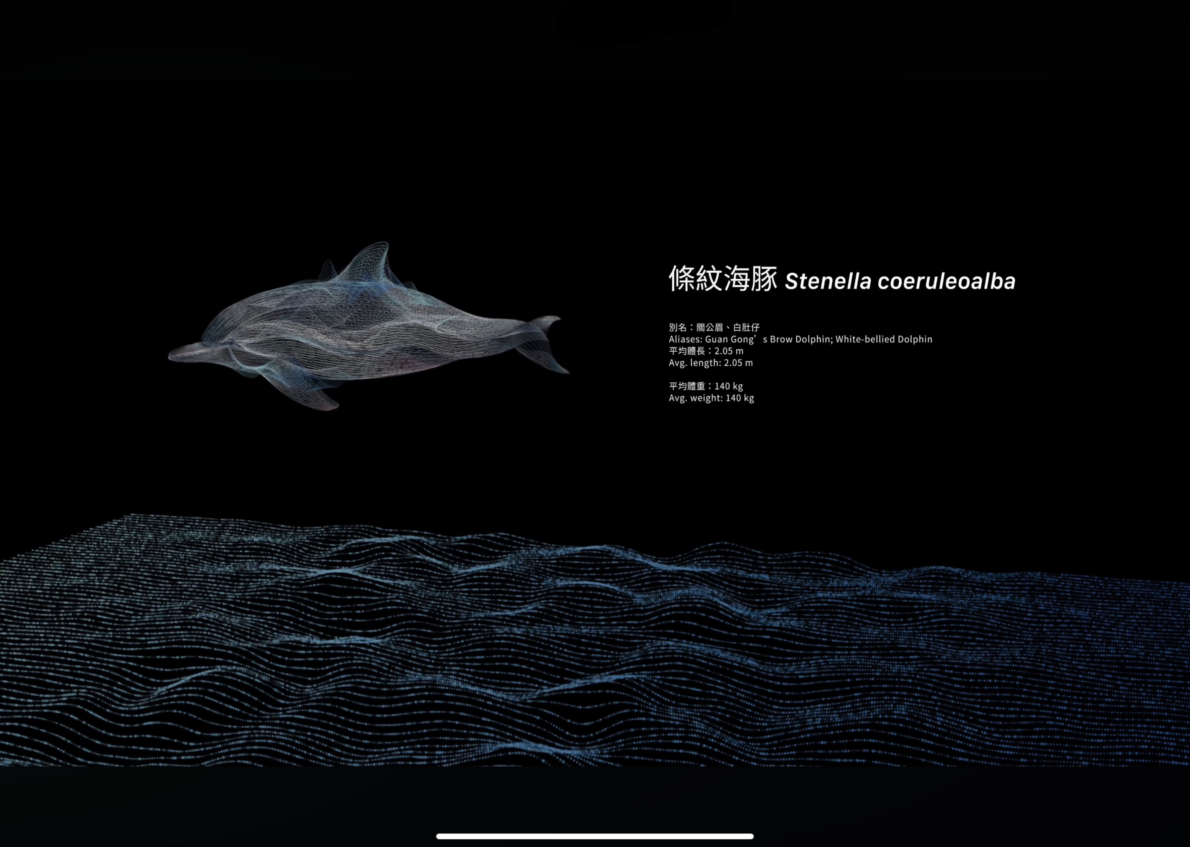 迴波錄_海豚介紹