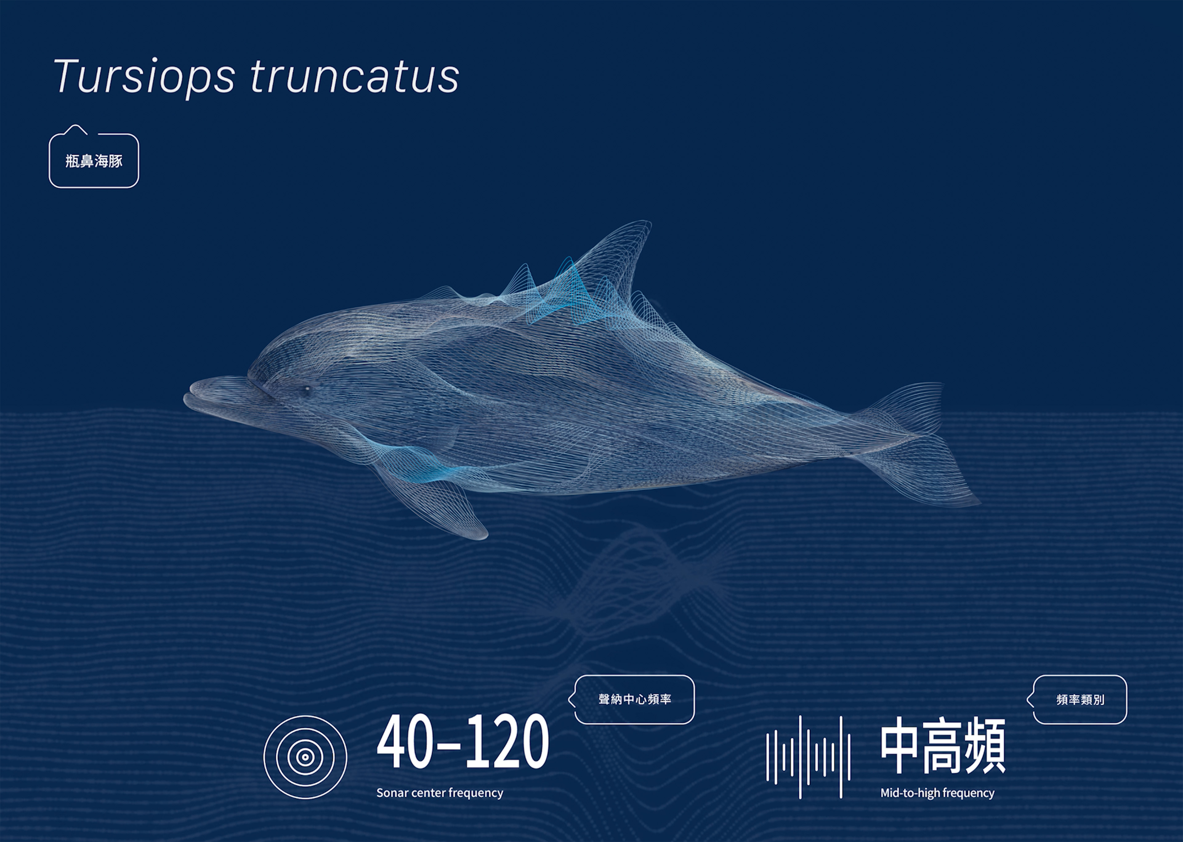 迴波錄_瓶鼻海豚