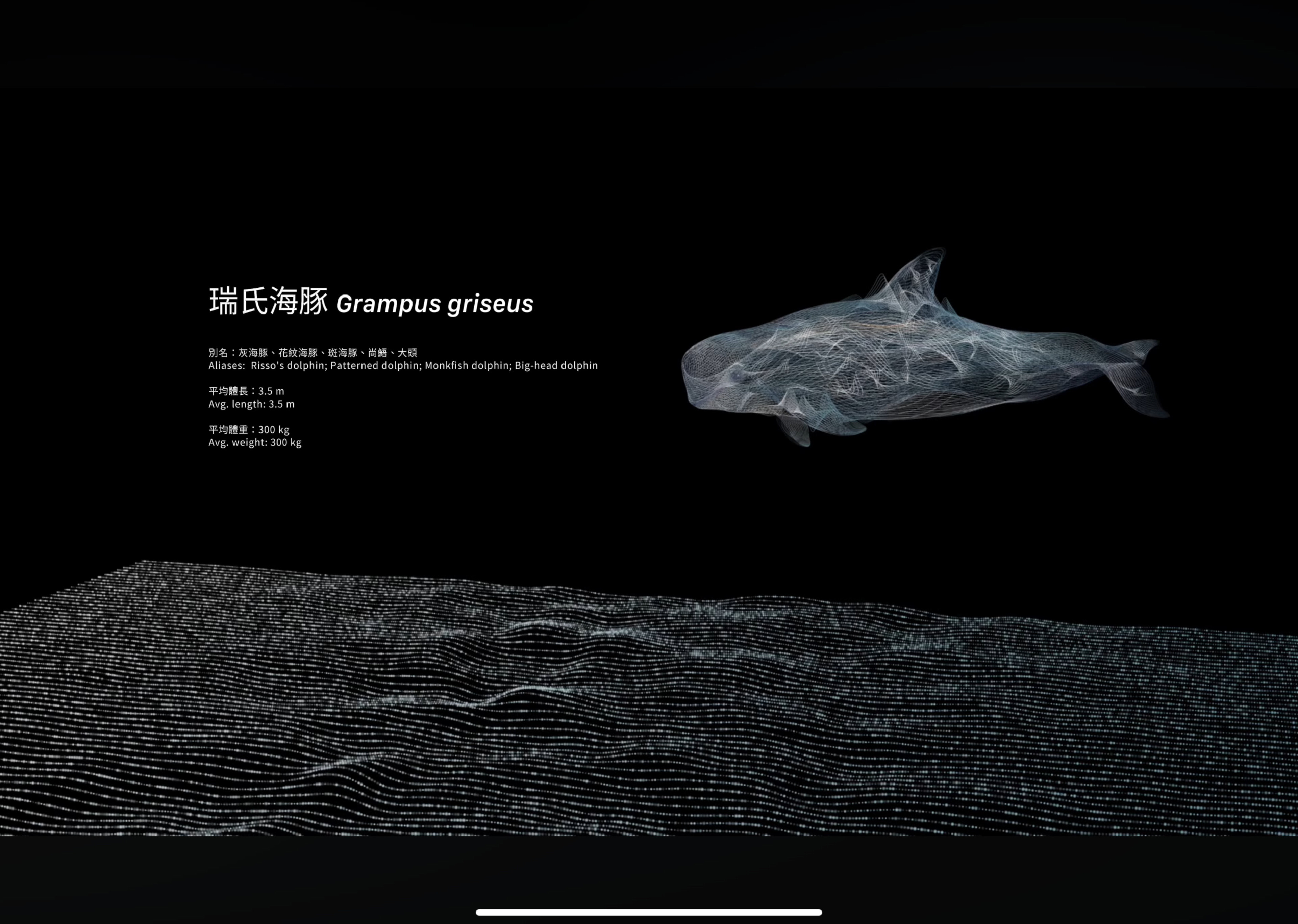 迴波錄_海豚介紹