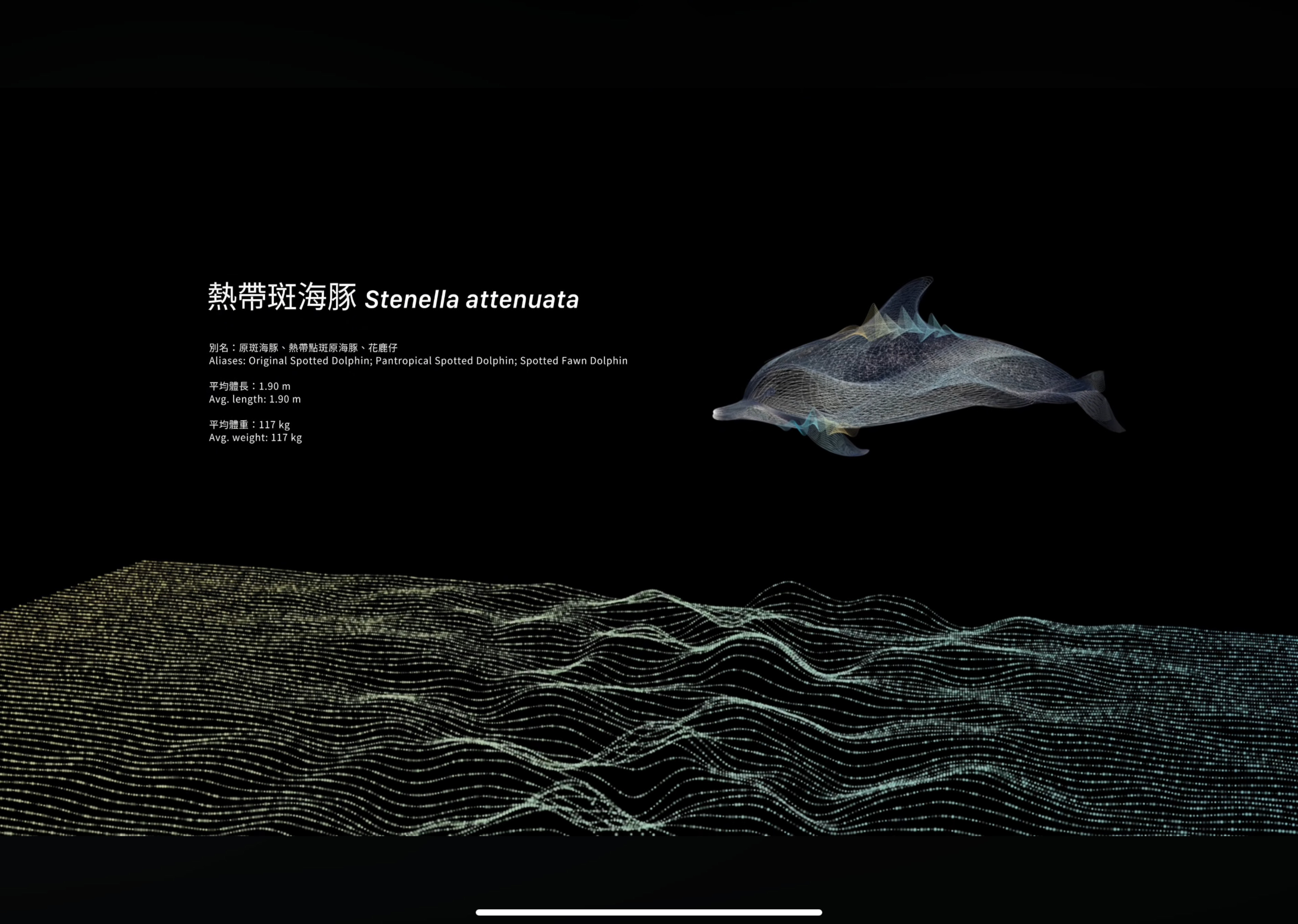 迴波錄_海豚介紹