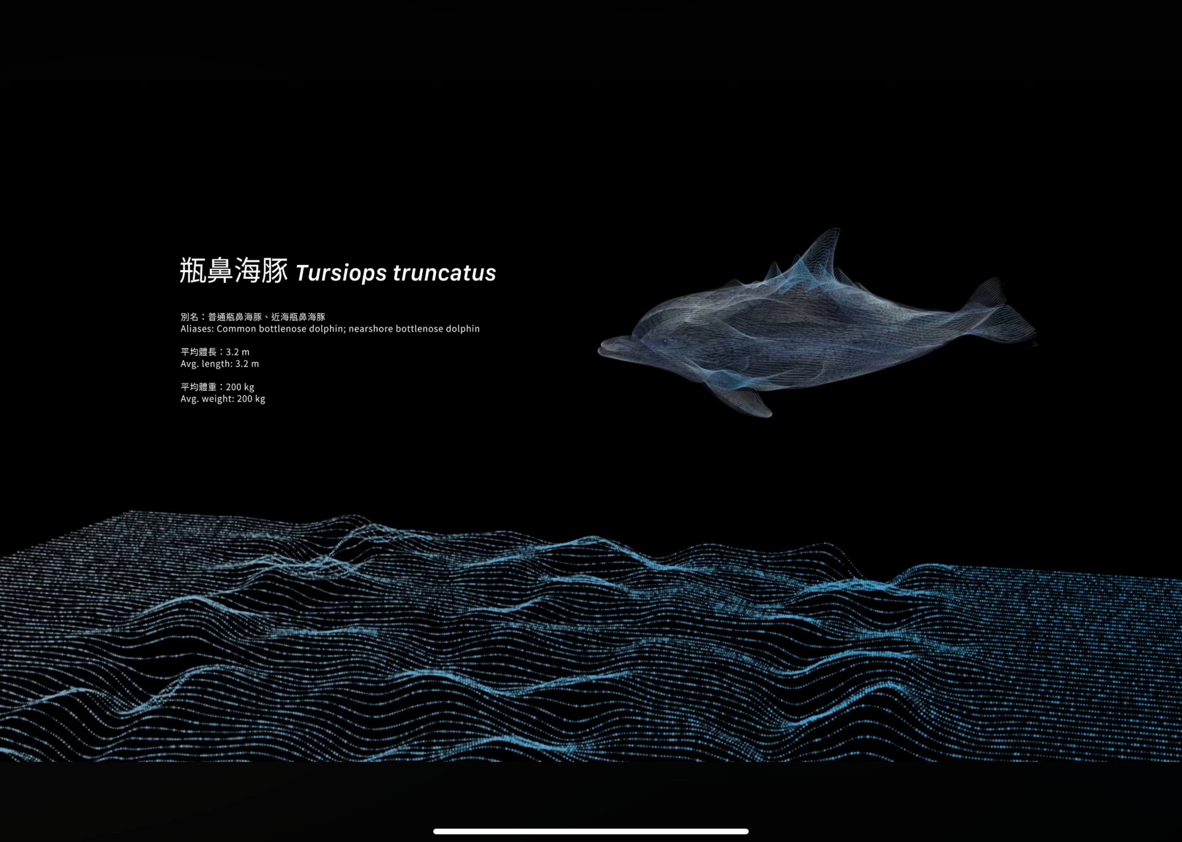迴波錄_海豚介紹