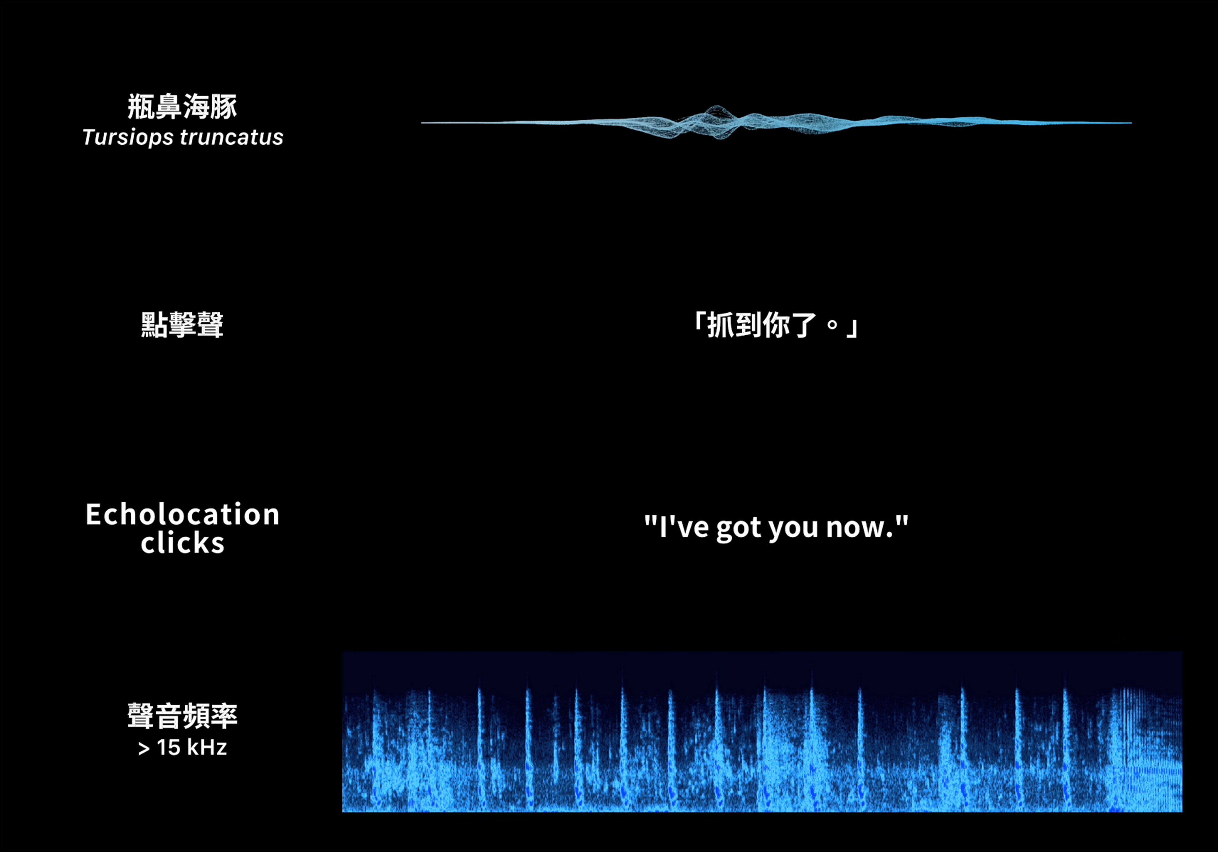 迴波錄_轉譯對白